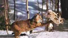 Vlastnosti feline hunt